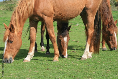 cheval,chevaux,nature,herbe,brouter,broute,manger,mange