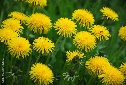 blossoming dandelions on meadow