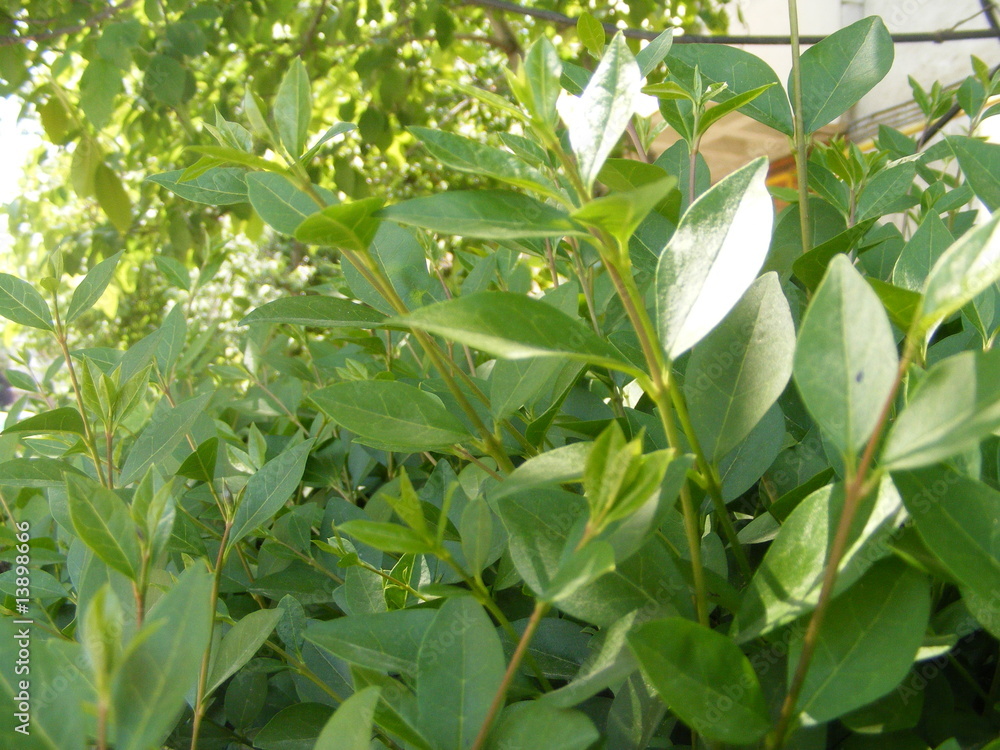 Obraz premium the foliage