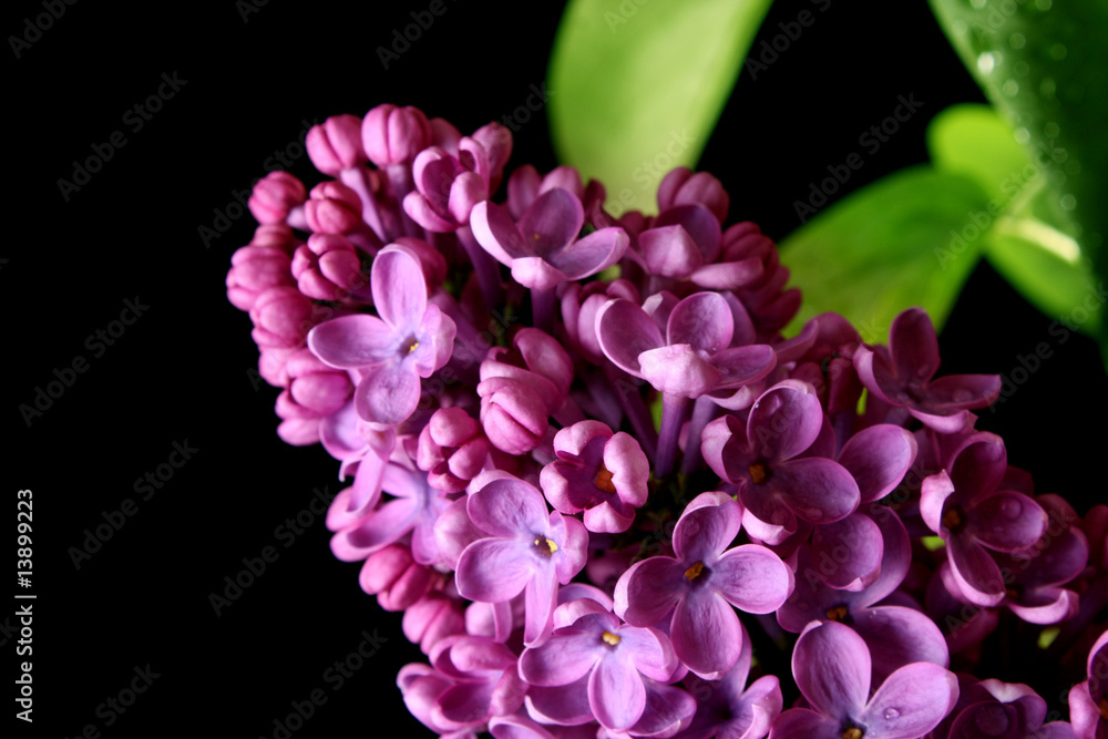 Violet lilacs isolated on black