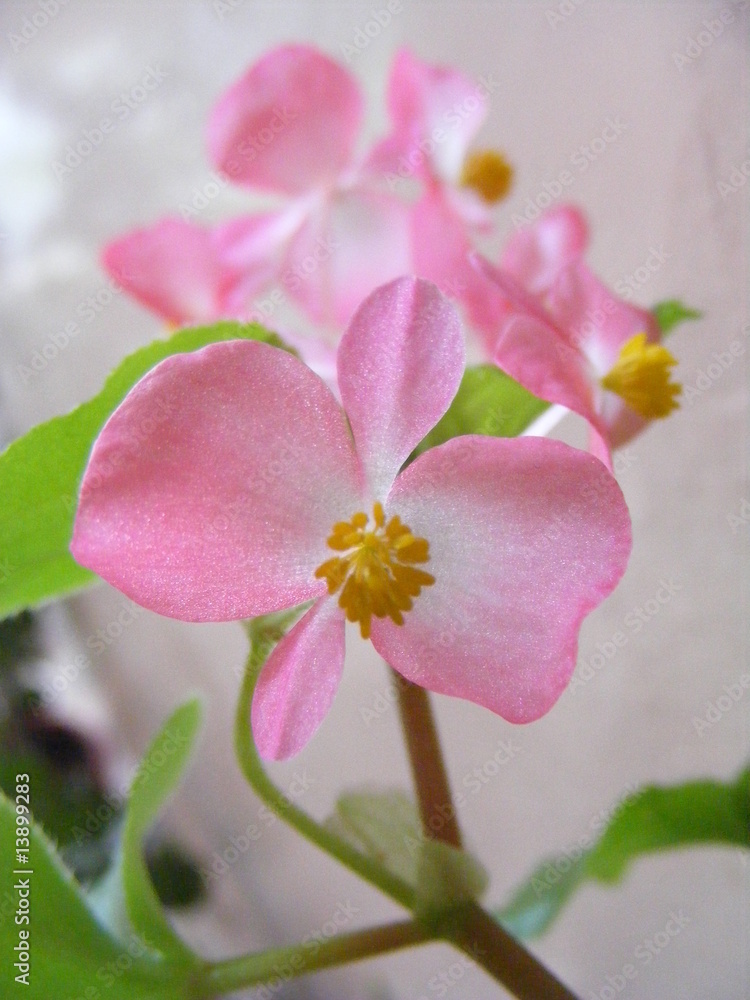 Obraz premium the rose's flowers