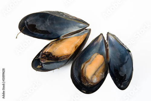two boiled mussels