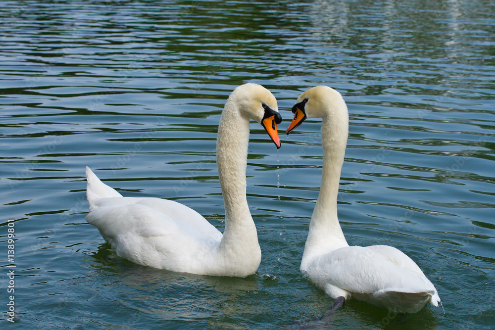 Fototapeta premium two swans in love