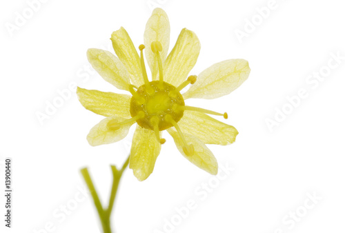 Macro single tree flower