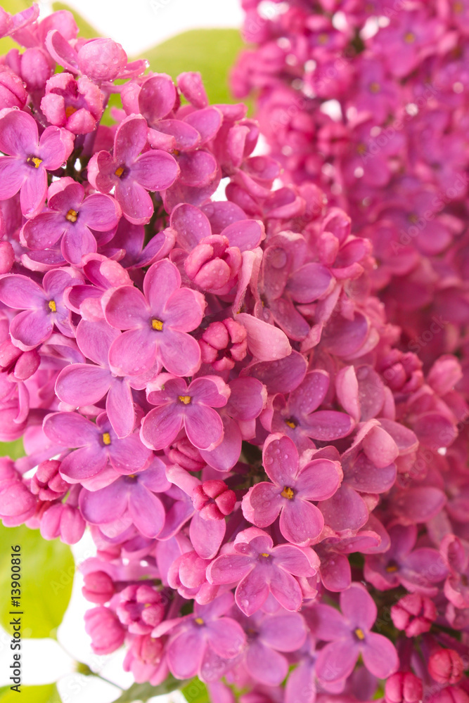 Lilac Lilac
