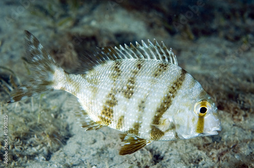 Grass Porgy-Calamus arctifrons