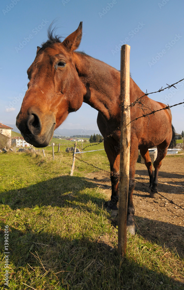 Obraz premium Curious bay horse