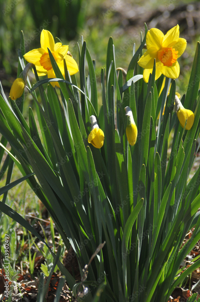 Obraz premium daffodils