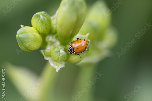 Ladybug macro.