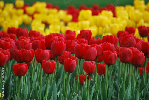 Red and yellow tulips