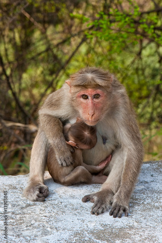 Bonnet Macaque Mother © nstanev