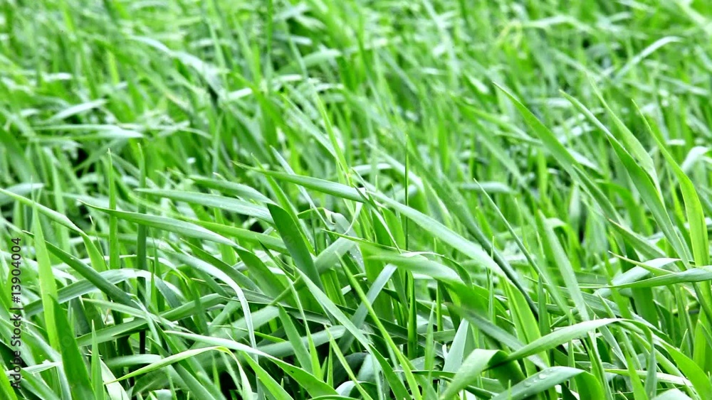 field of green growing barley field of green growing barley