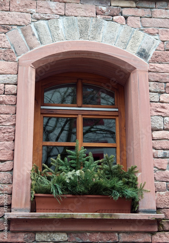 pine tree in the window