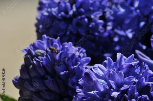 hyacinths