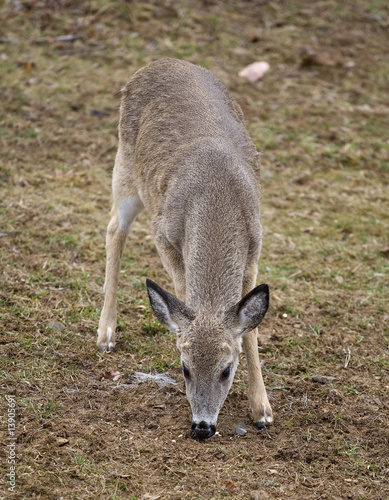 buck with his antlers growing