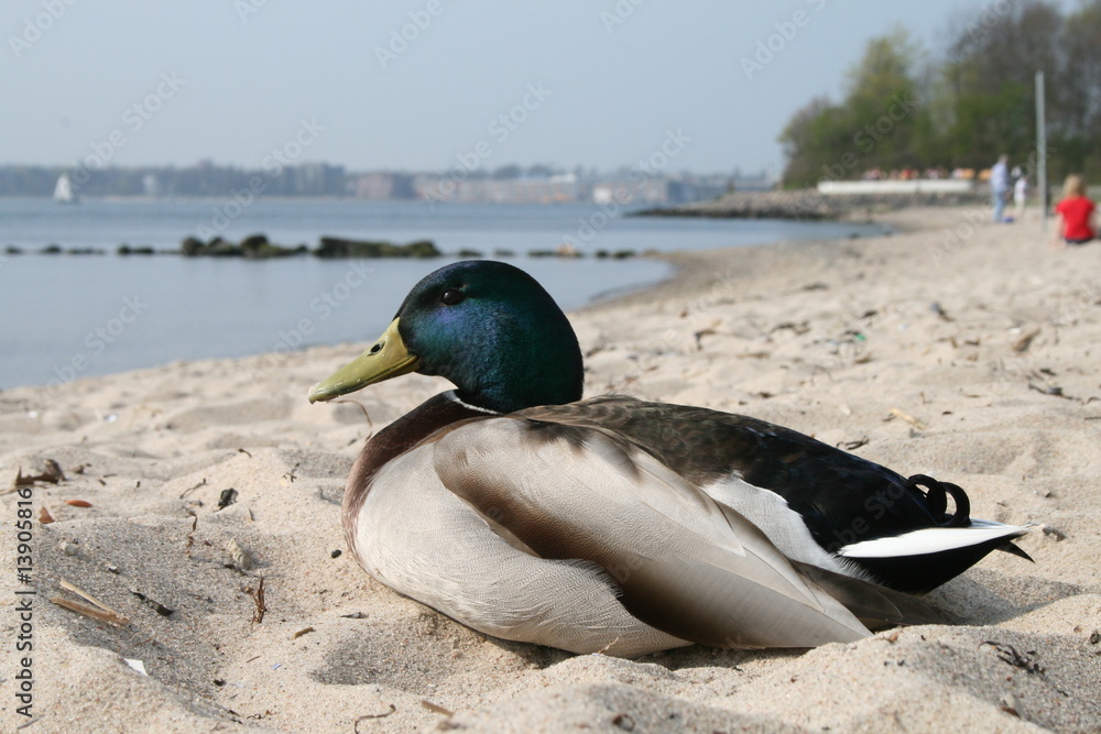 Fototapeta premium Erpel