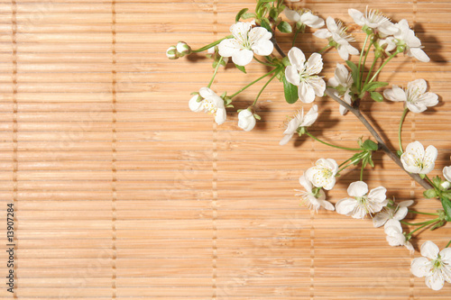 blossom Cherry on bamboo background