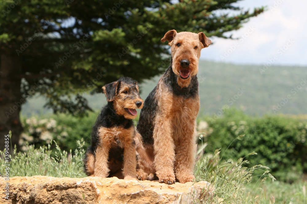 chienne airedale et son petit assis de face à la campagne