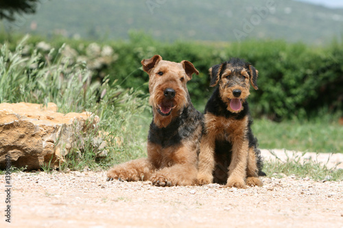 Canvastavla mère airedale terrier couchée et son chiot assis contre elle