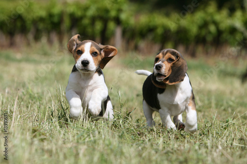 deux jolis chiots beagle courant de face dans la campagne photo