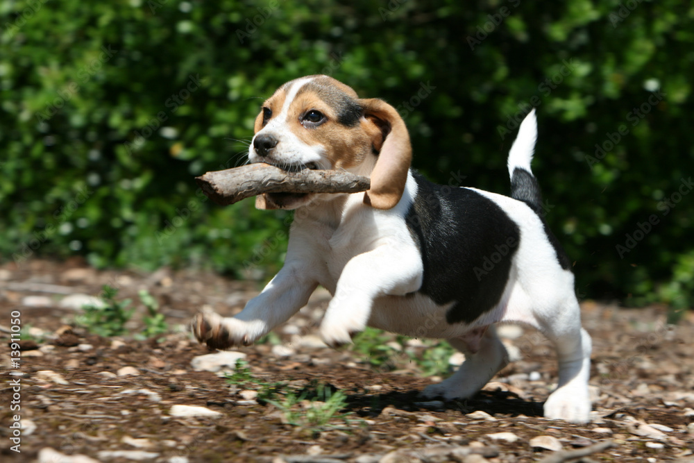 joli petit beagle sautillant et jouant avec un bâton