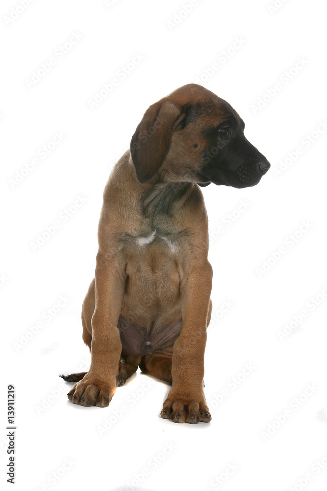 profile of brown and black Rhodesian Ridgeback puppy profile of brown and black Rhodesian Ridgeback puppy