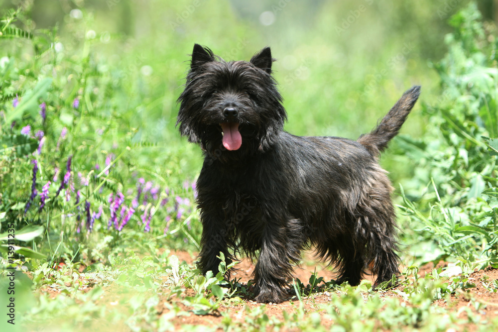 Cairn terrier bringé tirant la langue en été dans le jardin