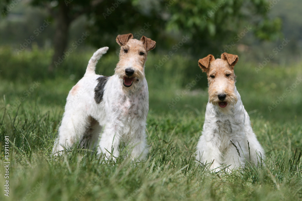 deux fox-terriers adultes de face dans une prairie verte