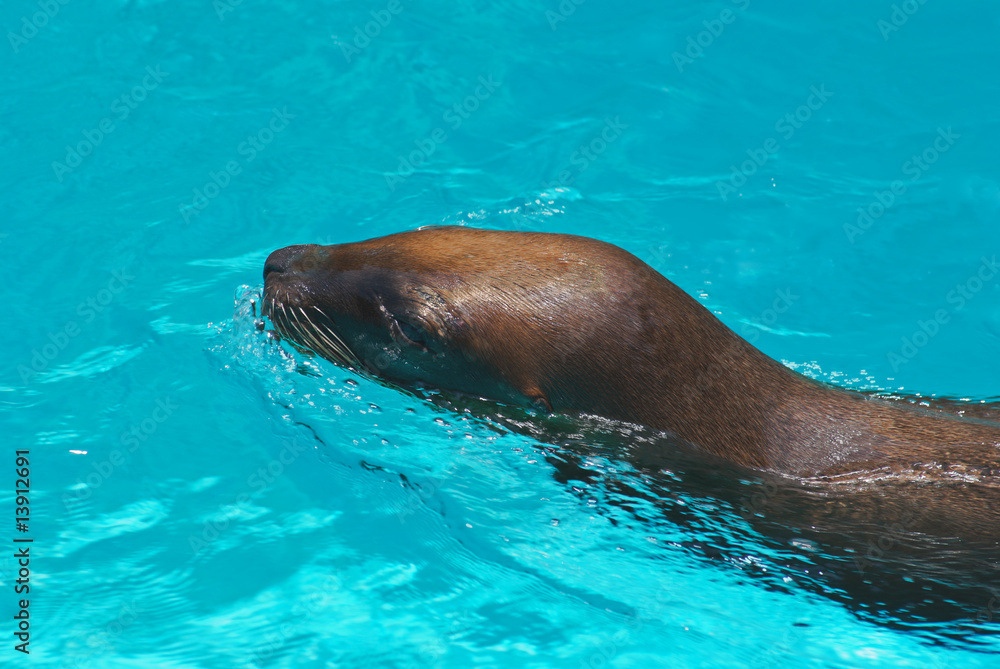 Obraz premium Trained California sea lion in the water