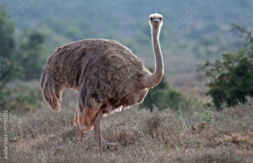 Strauß, Laufvogel, Südafrika