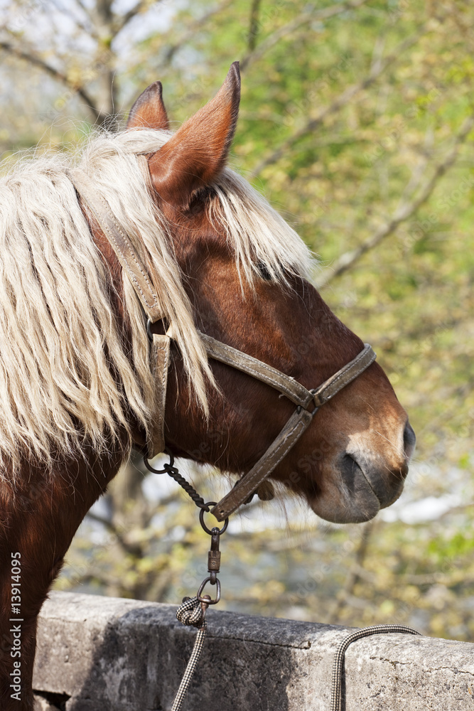 Obraz premium jument