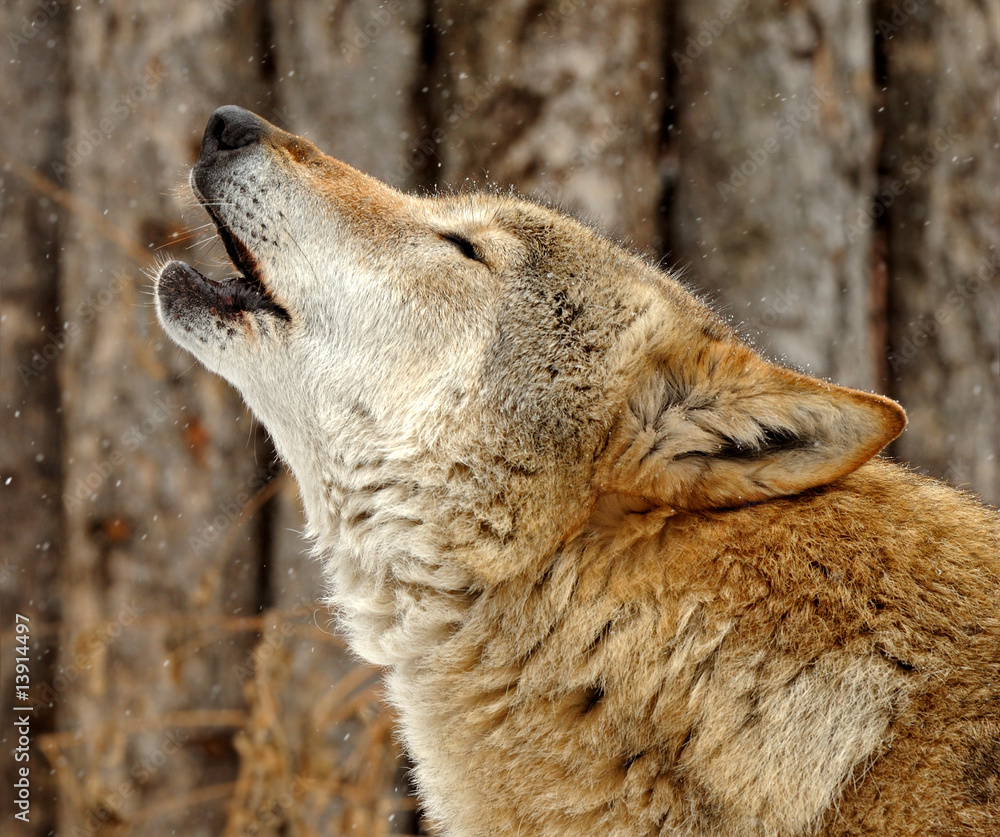Wolf
