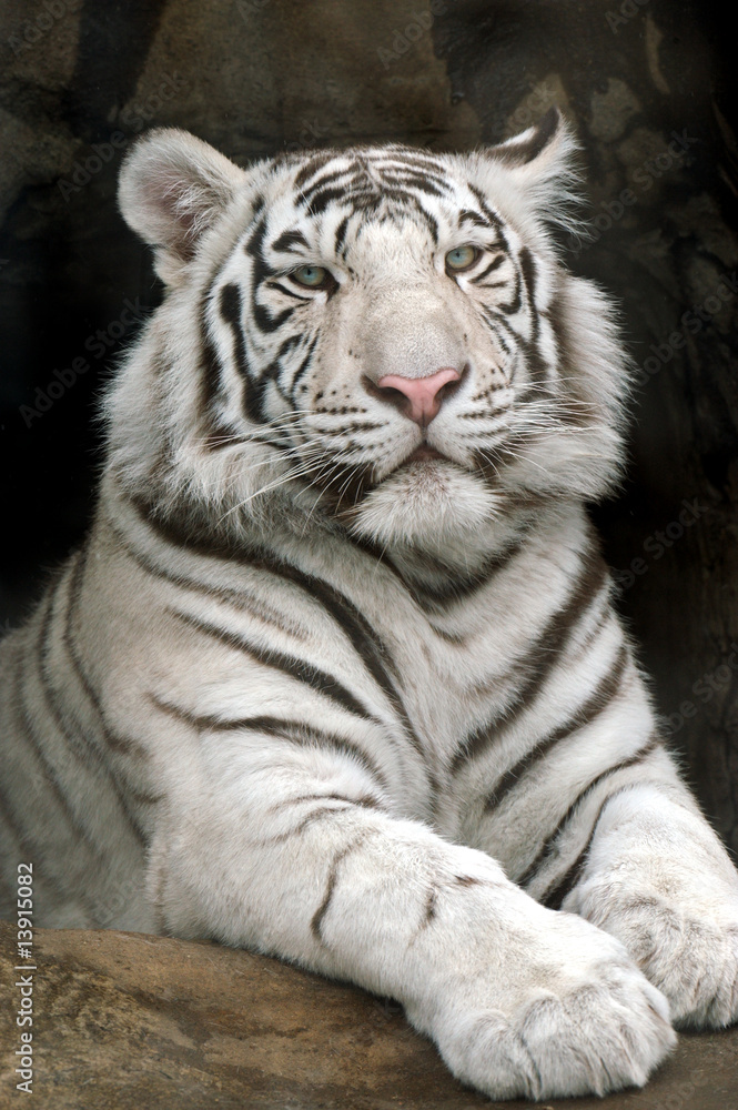 Obraz premium Tiger