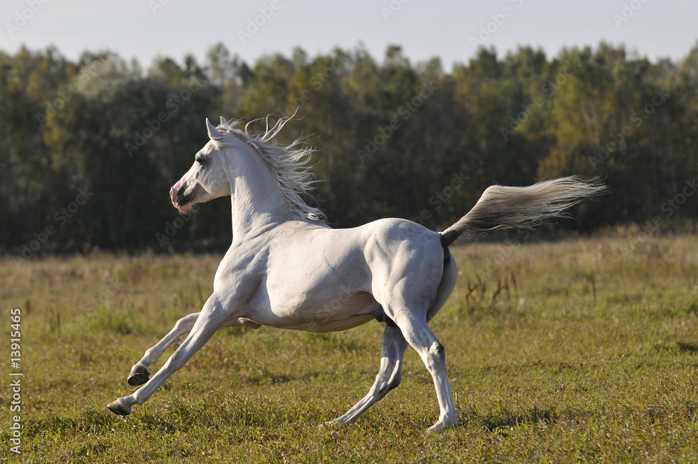 white horse running gallop white horse running gallop