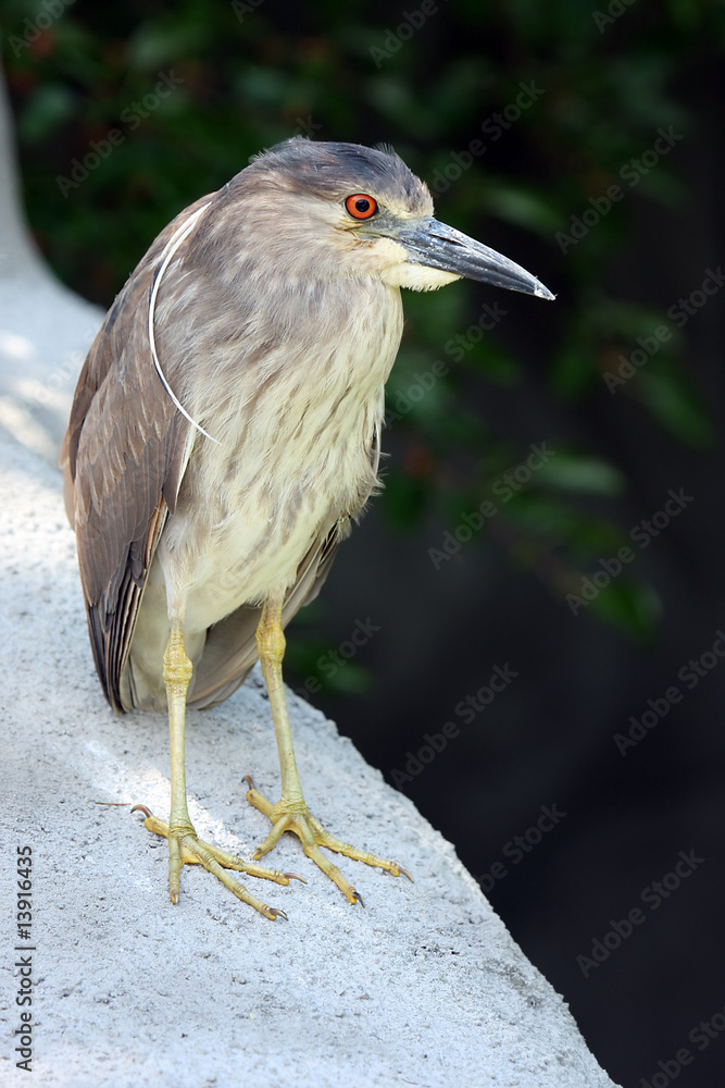 Fototapeta premium Juvenile Black Crowned Night Heron
