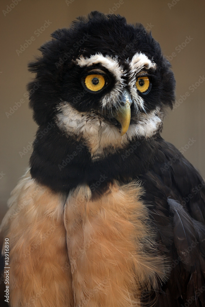 Fototapeta premium Spectacled Owl