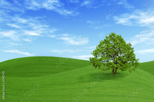 Green tree in the field