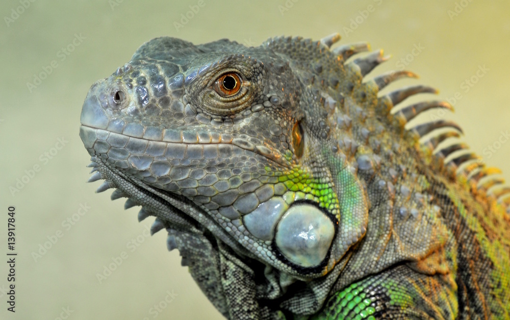 Leguan Leguan