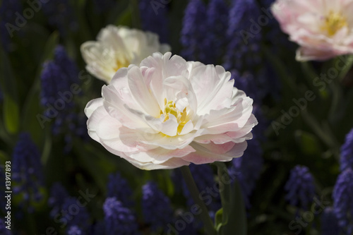 Tulipa rosa