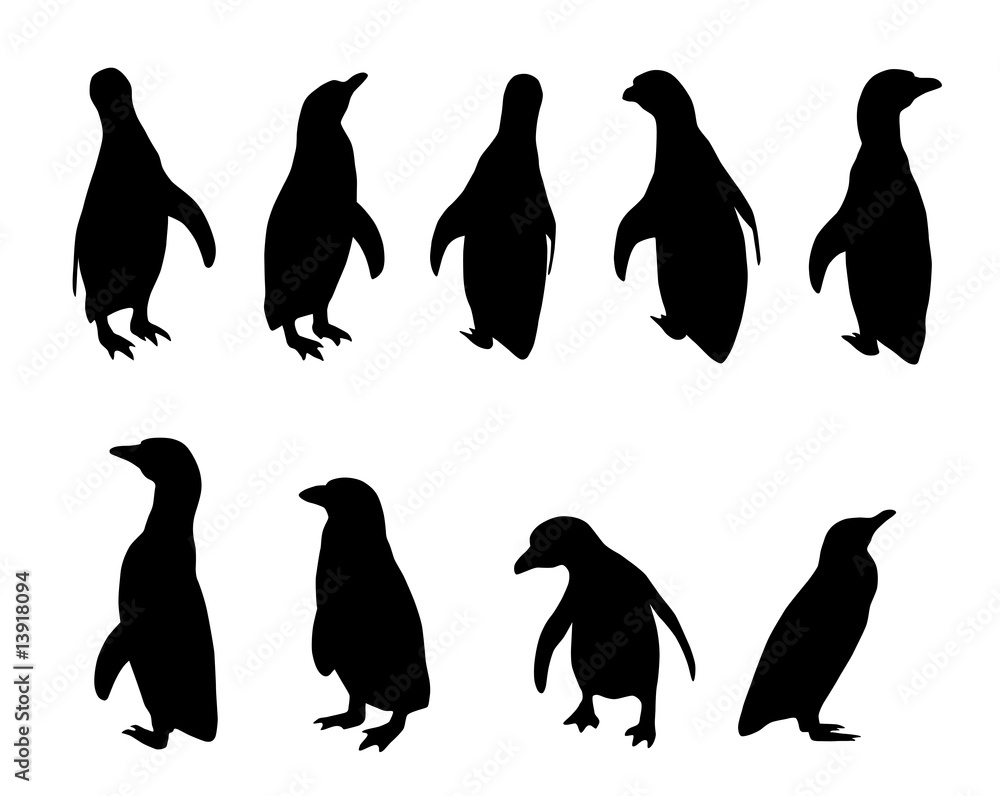 Naklejka premium penguin silhouettes (Spheniscus humboldti)