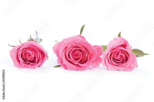 three roses