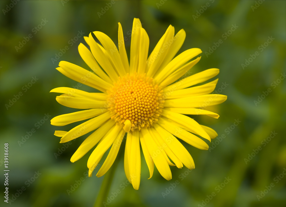 Obraz premium Close-up of yellow daisy