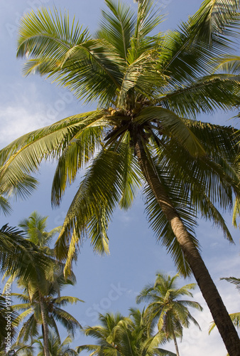 palm trees