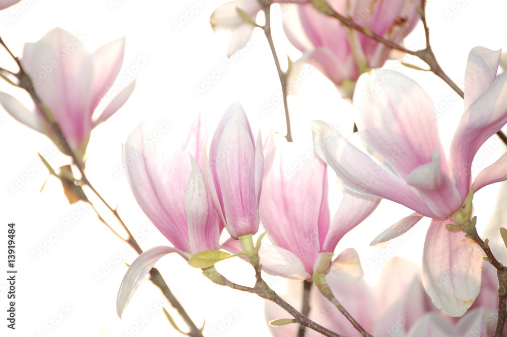 Naklejka premium Magnolien in weiß