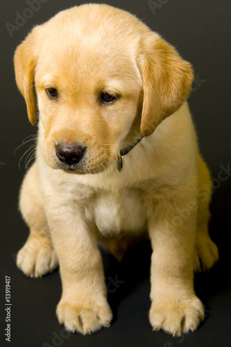 baby labrador retriever on black background