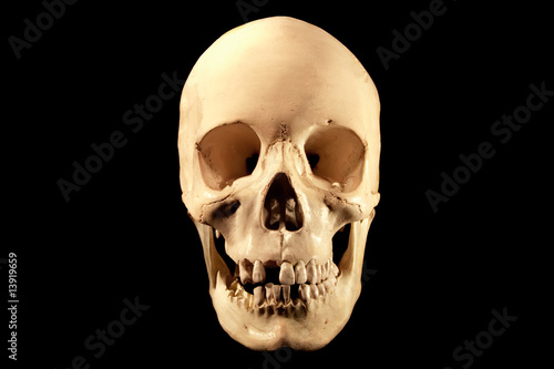 human skull on black, facing front
