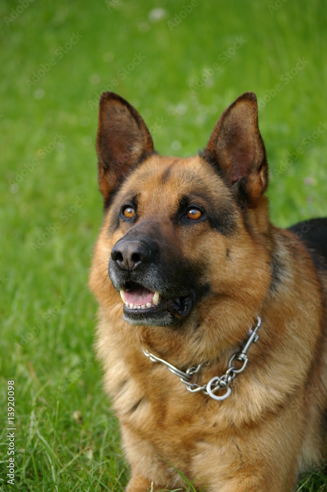 Schäferhund III Schäferhund III