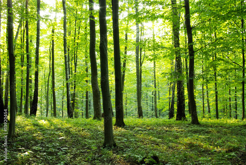 Naklejka premium Las