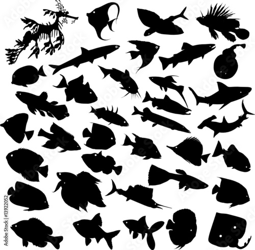 fish