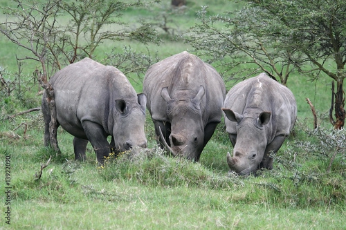 trio de rinocerontes